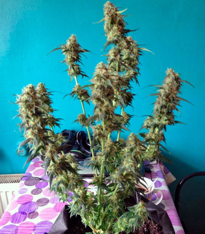 Семена сорта Auto Blue Pyramid fem (Pyramid Seeds)