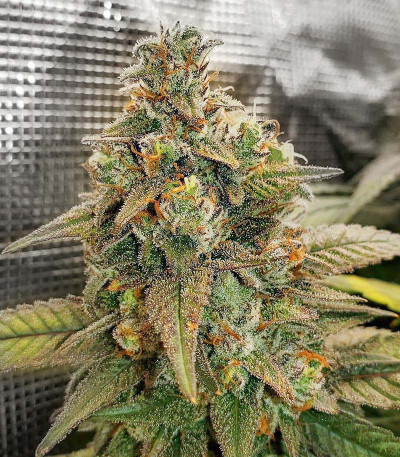 Семена сорта Bubba Kush fem