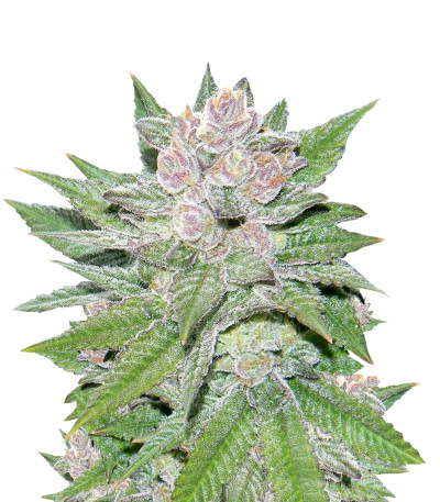 Семена сорта Blueberry Cheesecake fem (Female Seeds)