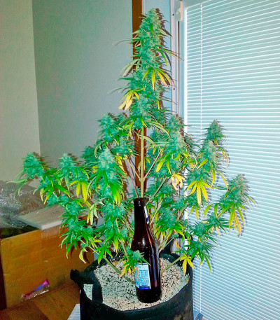 Семена сорта Chocolate Skunk fem (00 Seeds)