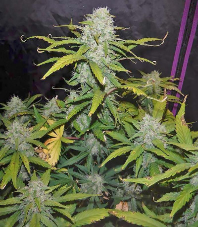 Семена сорта Green Crack Auto fem (FastBuds)