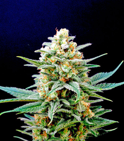 Семена сорта Kritikal-K fem