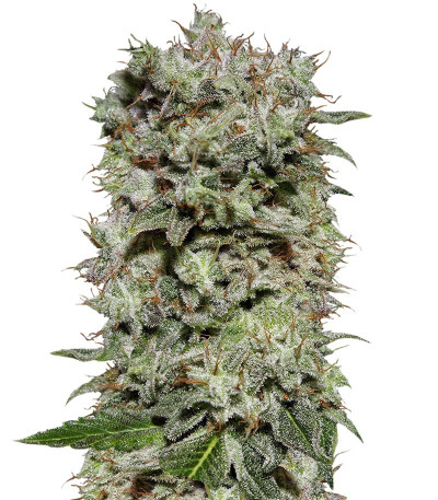 Семена сорта White Widow fem (Семяныч)
