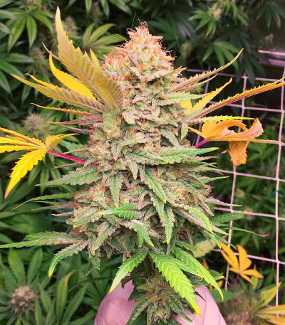 Семена сорта Grandaddy Banner fem (AlphaFem Seeds)