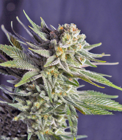 Семена сорта Killer Kush F1 Fast Version fem (Sweet Seeds)