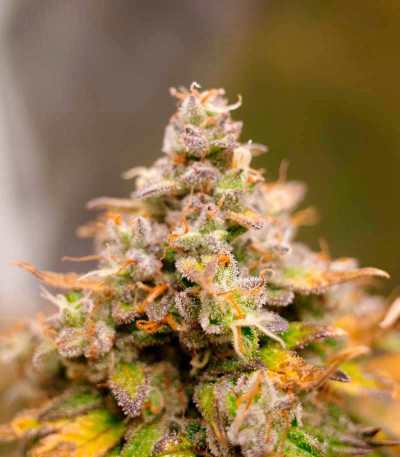 Семена сорта Lemon Zkittle fem (Dutch Passion)