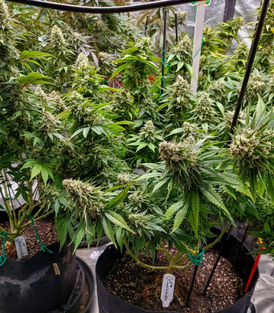 Семена сорта White Widow fem (Dutch Passion)