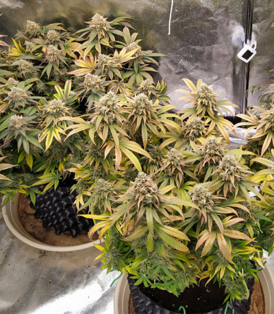 Семена сорта Grandaddy Purple fem