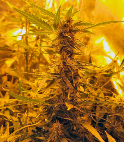 Семена сорта Auto Super Hash fem (Pyramid Seeds)