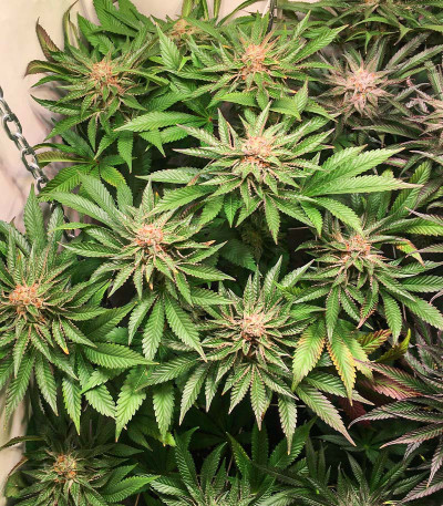 Семена сорта Biscotti Mintz fem (Семяныч)