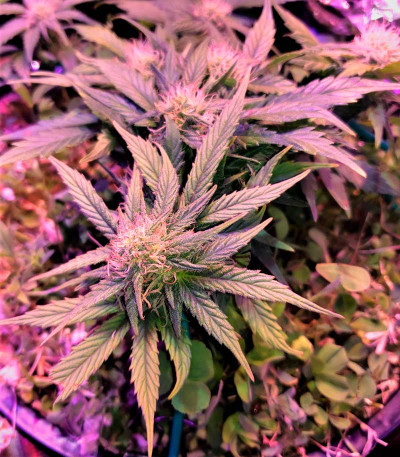 Семена сорта Red Dwarf auto fem