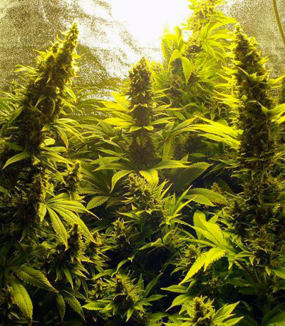 Семена сорта Missing In Barcelona fem