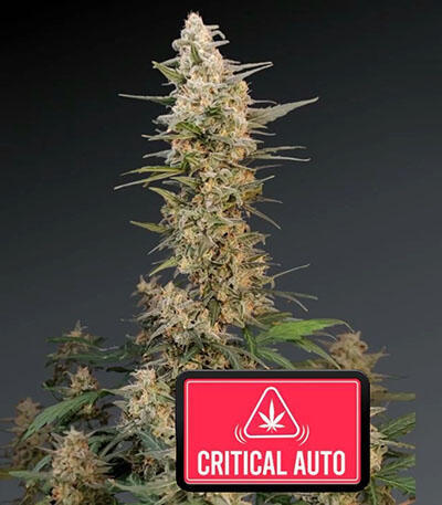 Семена сорта Original Auto Critical fem (FastBuds)