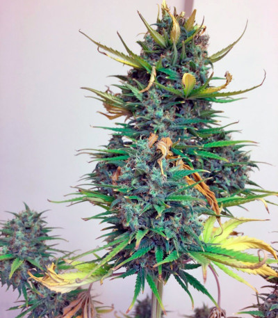 Семена марихуаны Exodus Cheese Auto