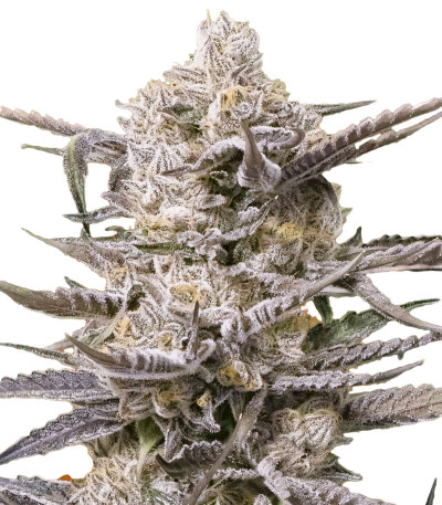 Семена сорта Watermelon OG fem (Advanced Seeds)