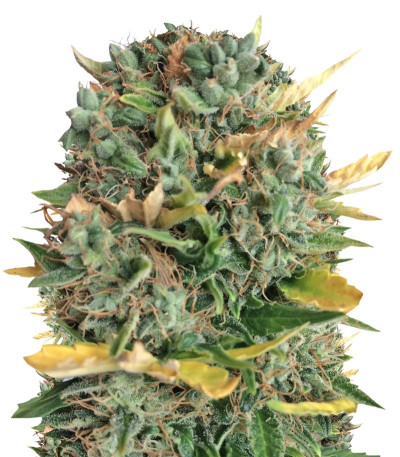 Семена сорта Auto Alpujarrena fem (Pyramid Seeds)