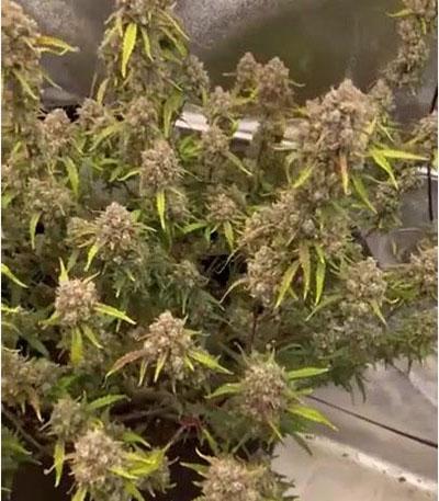 Семена сорта Forbidden Runtz Auto fem (FastBuds)