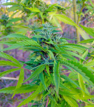 Семена конопли Arjan's Haze #3
