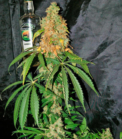 Семена марихуаны Blue Hash