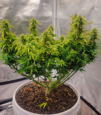 Семена сорта Gelato Auto fem (Herbies Seeds)