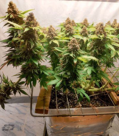 Семена сорта Glue Sherbert fem (AlphaFem Seeds)