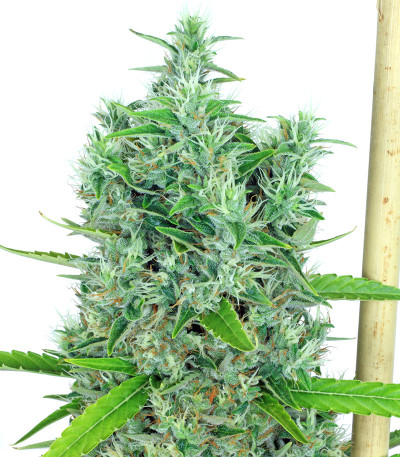 Семена сорта Kali Мist fem (Serious Seeds)