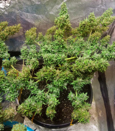 Семена сорта Neville Haze Ryder Auto fem (World of Seeds)