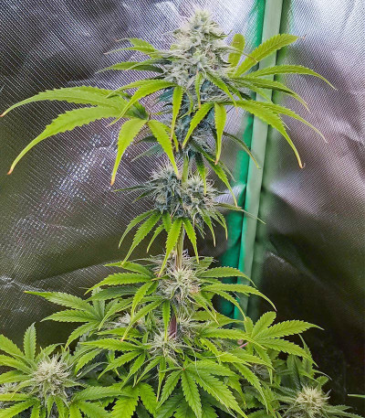 Семена сорта Auto Bruce Lemon Diesel fem (Dutch Passion)