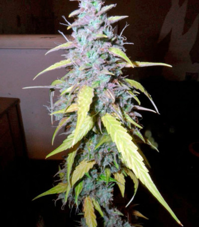 Семена сорта Auto Northern Lights fem (Pyramid Seeds)
