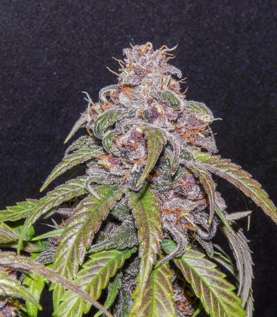 Семена сорта Red Purps fem (Female Seeds)