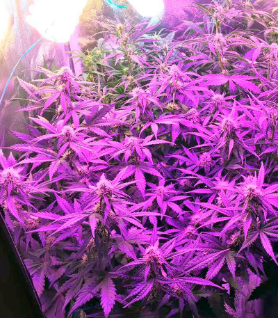 Семена сорта Auto Bubble Gum fem (00 Seeds)