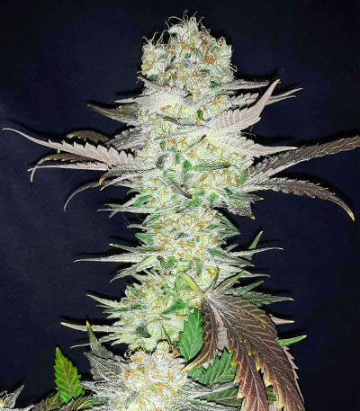 Семена сорта Gelato fem (Blimburn Seeds)