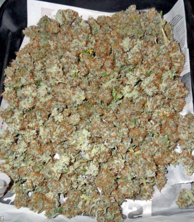 Семена сорта Mazar X Great White Shark fem (World of Seeds)