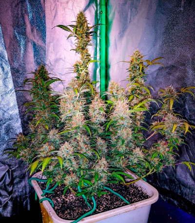 Семена сорта Northern Light Blue Auto fem (Delicious Seeds)
