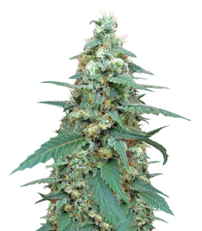 Семена сорта Mong-U-Mental fem (Dr. Krippling Seeds)