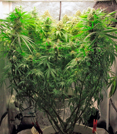 Семена марихуаны Arjan's Haze #3