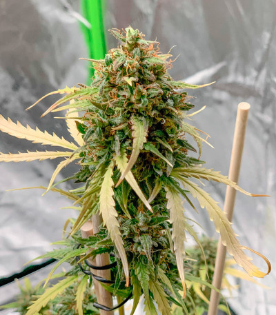 Семена сорта Auto Do-Si-Dos Cookies fem (00 Seeds)