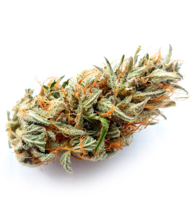 Семена сорта Fast Eddy Automatic CBD fem (Royal Queen Seeds)