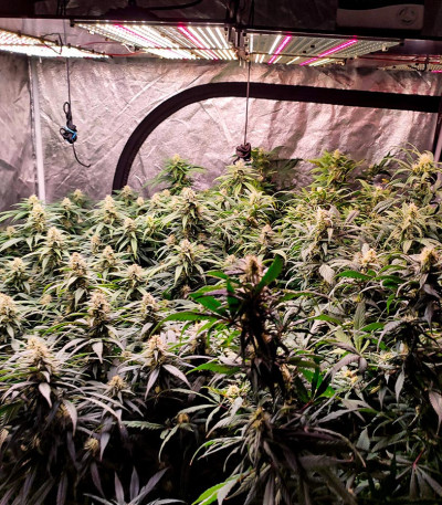 Семена сорта Satori x Mountain Gold regular (Mandala Seeds)