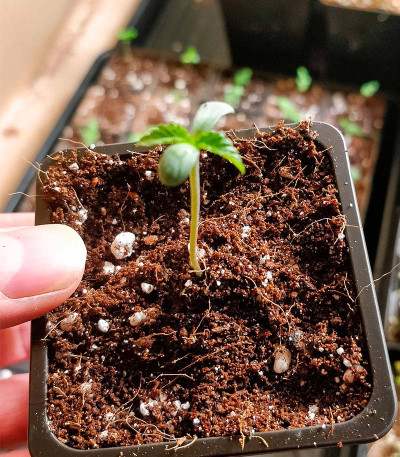 Семена сорта Runtz fem (Barney's Farm)