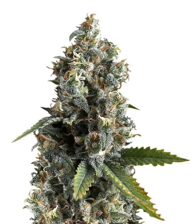 Семена сорта Ak 74 fem (Trikoma Seeds)
