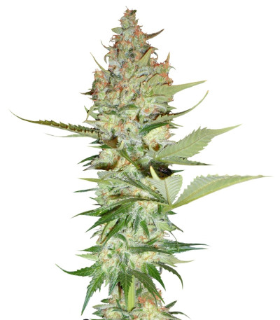Семена сорта Wonder Woman reg (Nirvana Seeds)