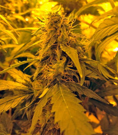 Семена сорта Auto Blue Pyramid fem (Pyramid Seeds)