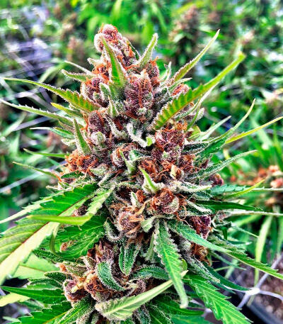 Семена сорта Plushberry Auto fem (7CH American)