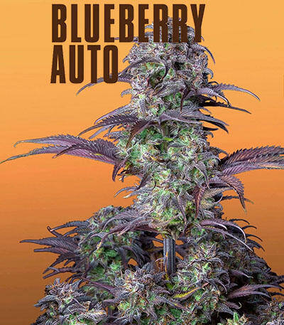 Семена сорта Original Blackberry auto fem (FastBuds)