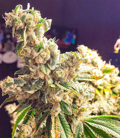 Семена сорта Jungle Breath fem (7CH American)