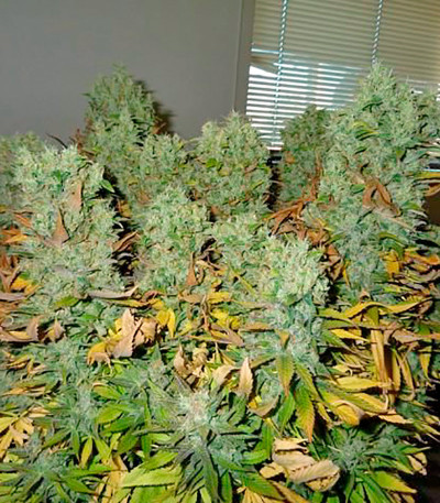 Семена сорта Ice fem (Nirvana Seeds)