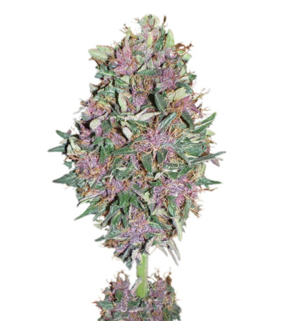 Семена сорта Purple #1 fem (Dutch Passion)