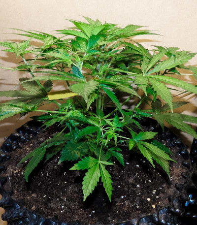 Семена сорта Flash Babylon Auto fem (Samsara Seeds)