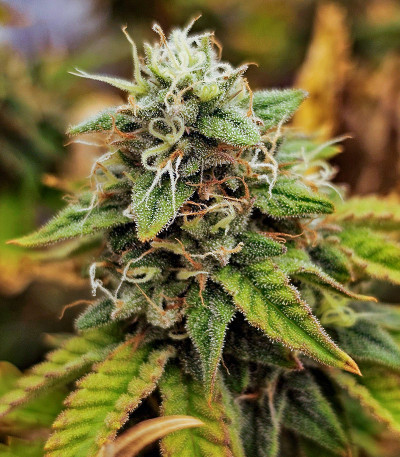 Семена сорта Godzilla Original Glue GG#4 fem (Herbies Seeds)